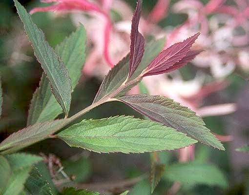 Spiraea japonica Anthony Waterer new shoots - 11 Must Have Spirea Shrubs – Bring Dramatic Impact to the Garden