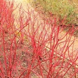 Cornus alba 'Aurea' winter red stems dogwood