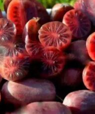 Actinidia arguta 'Purpurna Sadowa' is known for its almost eggplant purple to deep red fruits that last much longer than other varieties.