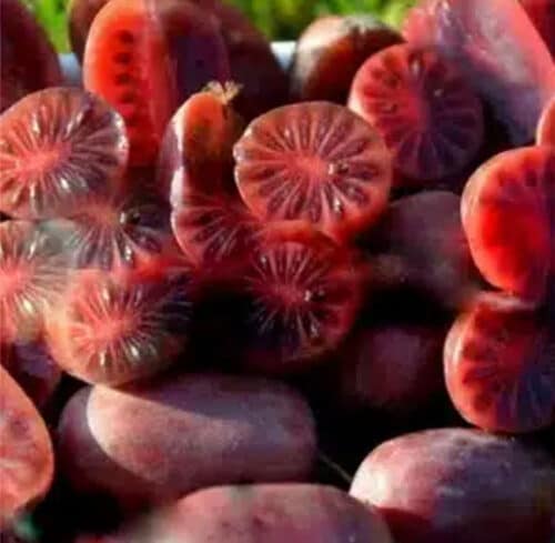 Actinidia arguta 'Purpurna Sadowa' is known for its almost eggplant purple to deep red fruits that last much longer than other varieties.