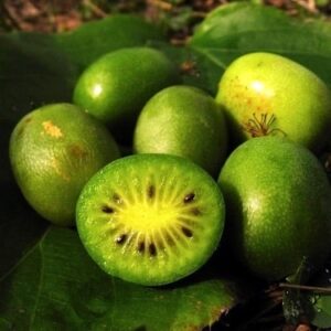 Michigan State Hardy Kiwi fruits cut open.