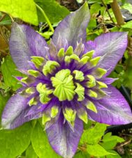 Clematis 'Taiga' in bloom. Double white and purple flower.