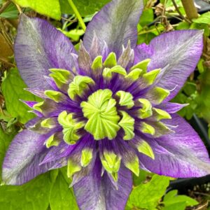 Clematis 'Taiga' in bloom. Double white and purple flower.