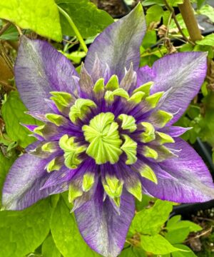 Clematis 'Taiga' in bloom. Double white and purple flower.