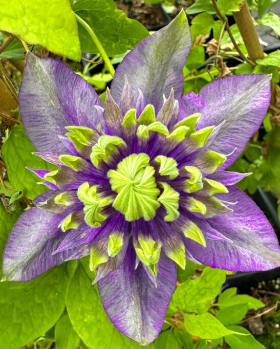 Clematis 'Taiga' in bloom. Double white and purple flower.