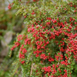 Cranberry Cotoneaster 300x300 - Cotoneaster apiculatus