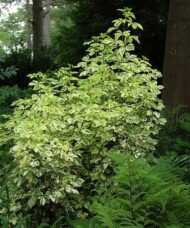 Variegated five-leaf Aralia is perfect to plant in a shady area of your garden. Its variegated leaves are almost as pretty as they come.