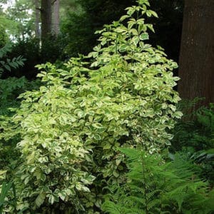 Variegated five-leaf Aralia is perfect to plant in a shady area of your garden. Its variegated leaves are almost as pretty as they come.