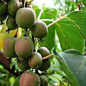 Anna Female Hardy Kiwi cluster of ripe fruits