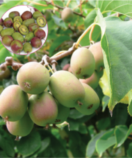 Anna Hardy Kiwi on the vine with an iset showing the red-green fruit.