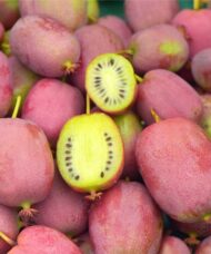 Bingo tara vine plants produce plenty of cosmic red-pink plum colored fruits tht are yellow on the inside with flavor hints of pineapple acidity.
