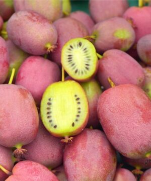 Bingo tara vine plants produce plenty of cosmic red-pink plum colored fruits tht are yellow on the inside with flavor hints of pineapple acidity.