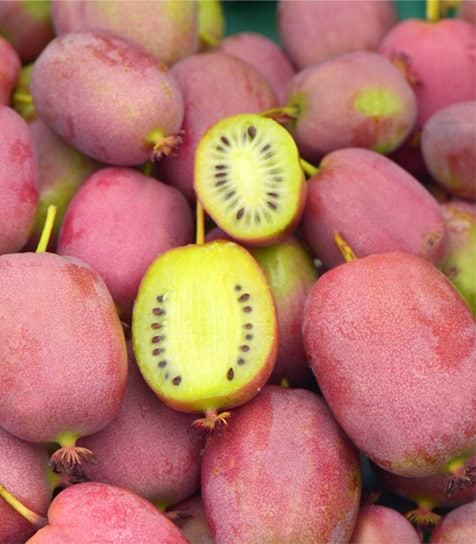 Bingo tara vine plants produce plenty of cosmic red-pink plum colored fruits tht are yellow on the inside with flavor hints of pineapple acidity.