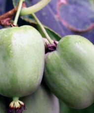 Chung Bai bower actindia plants grow peculiar shaped fruits. They look like tiny little Apples or you might even say hearts.