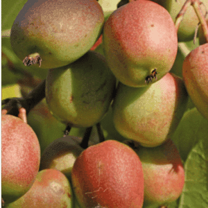 Berries kiwi plant ripe fruits on the vine.