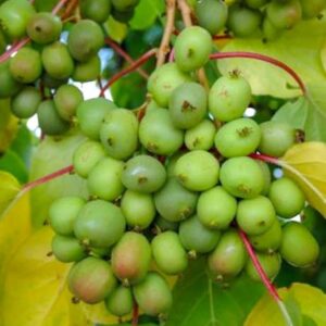 Masses of Geneva Hardy Kiwi Vine fruits on the vine.