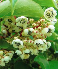 Male Meader Kiwi is a male variety of arguta Kiwis. A male plant is absolutly necessary to successfully polinate female actinidia arguta varieties