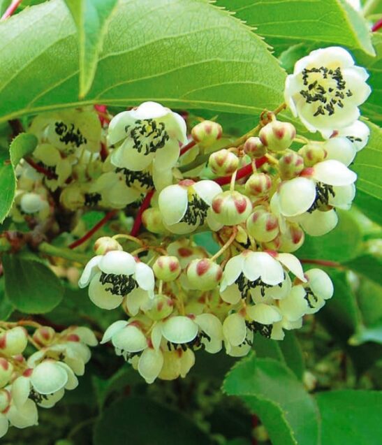 Male Meader Kiwi is a male variety of arguta Kiwis. A male plant is absolutly necessary to successfully polinate female actinidia arguta varieties