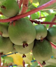 Michigan State Mini Kiwi plants are very hardy
