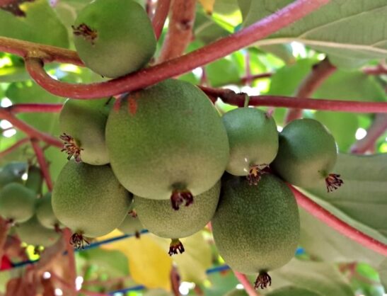Michigan State Mini Kiwi plants are very hardy