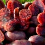 Actinidia arguta 'Purpurna Sadowa' is known for its almost eggplant purple to deep red fruits that last much longer than other varieties.
