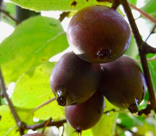 actinidia-arguta-purpurna-sadowa-Kiwi-red-flesh actinidia-arguta-purpurna-sadowa-Kiwi-red-flesh
