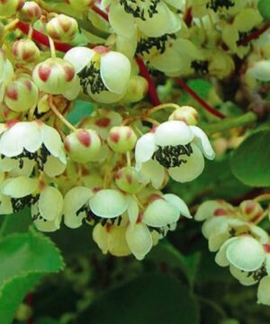 Weiki M Hardy Kiwi Male plants are in bloom