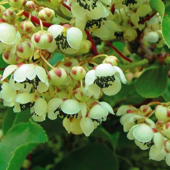 Weiki M Hardy Kiwi Male plants are in bloom