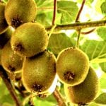 Jenny Kiwifruit plants (Actinidia deliciosa 'Jenny') known as Yangtao