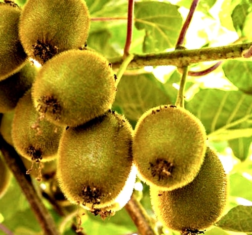 Jenny Kiwifruit plants (Actinidia deliciosa 'Jenny') known as Yangtao