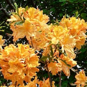 azalea golden lights orange rhododendron flower 300x300 - Order Plants Now
