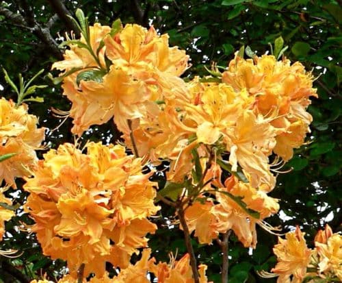 Golden Lights Rhododendron has pretty green leaves that turn purple in the fall to its absolutly gorgeous orange cream colored trumpet flowers