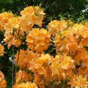azalea golden lights rhododendron orange bloom 300x300 - Azalea 'Golden Lights'