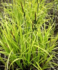 Bowles' Golden Sedge