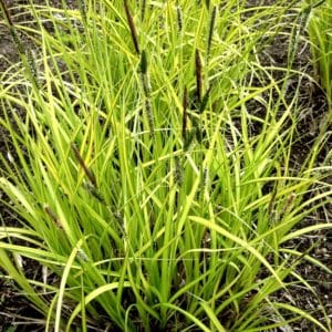 carex elata aurea sedge tall yellow grass 300x300 - Order Plants Now