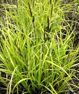 Bowles' Golden Sedge