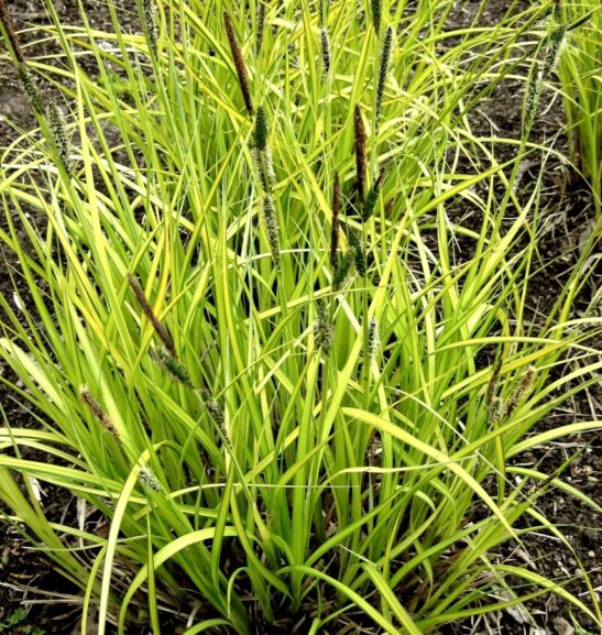 Bowles' Golden Sedge