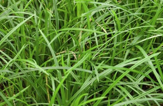 green clumping grass green clumping grass