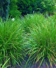 Irish Green Japanese grass sedge has numerous brown flowers and a hardy evergreen bright glossy ornamental green leaves.