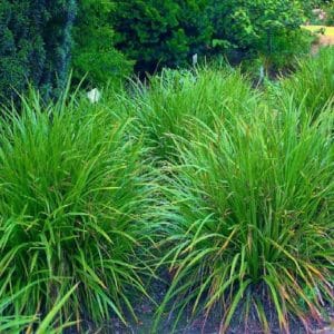 Irish Green Japanese grass sedge has numerous brown flowers and a hardy evergreen bright glossy ornamental green leaves.