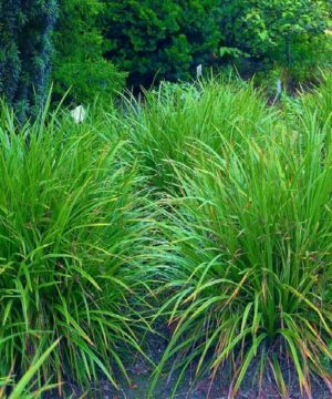 Irish Green Japanese grass sedge has numerous brown flowers and a hardy evergreen bright glossy ornamental green leaves.