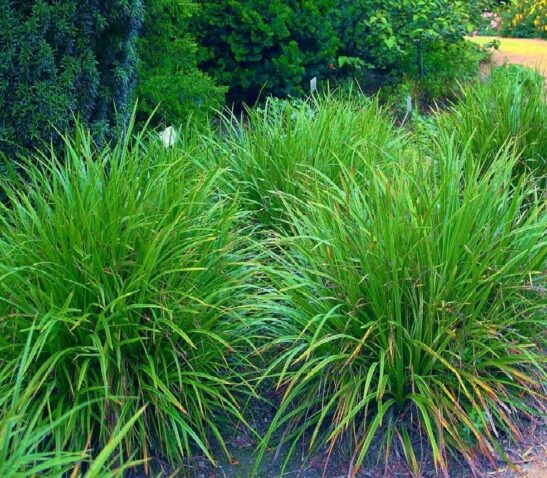 Irish Green Japanese grass sedge has numerous brown flowers and a hardy evergreen bright glossy ornamental green leaves.