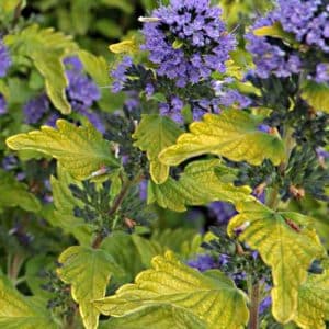 caryopteris clandonensis hint of gold bluebeard 300x300 - Order Plants Now