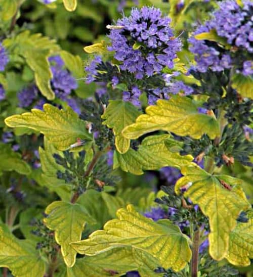 Hint of Gold Bluebeard has broad leaves with beautiful yellow green that nicely contrasts with its lavander purple flowers.