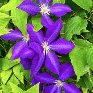 Jackman's Clematis single purple blooms.