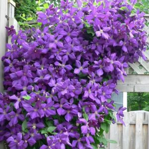 Jackman's Clematis, large purple flowered clematis vine overflowing with blooms.