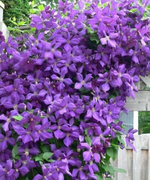 Jackman's Clematis, large purple flowered clematis vine overflowing with blooms.