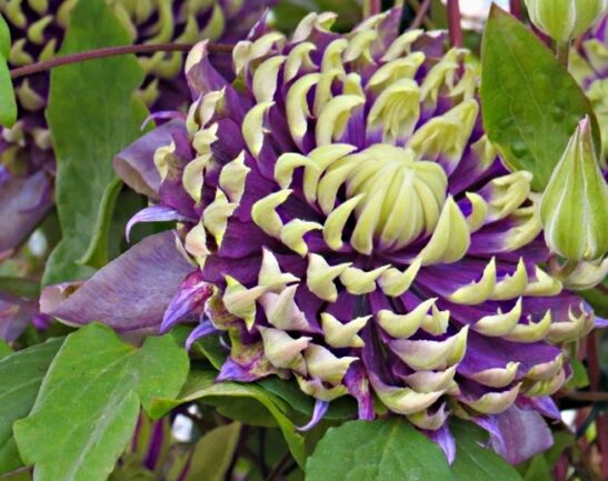 clematis-taiga-bicolour-flower a climbing vine with absolutly spectacular large purple and white flowers. The most unique flowers