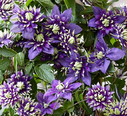 Clematis Taiga is a double flowered clematis