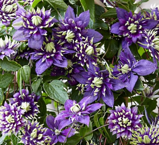 clematis-taiga-flowering Clematis Taiga is a double flowered clematis